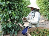 越南是世界第一胡椒出口国