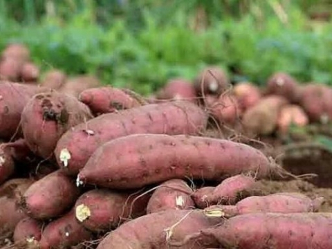 越南红薯即将通过正贸出口中国